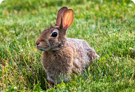 Rabbits Care