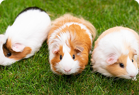 Hamsters Care