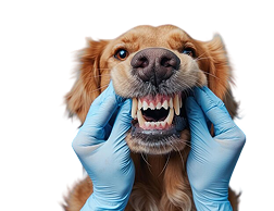 Dental issue